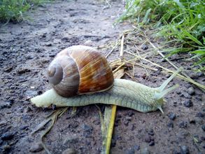 Entspannungsschnecke Ernestine